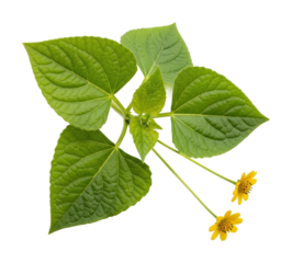 Exploring green leaves and yellow flowers nature bright isolated on transparent background