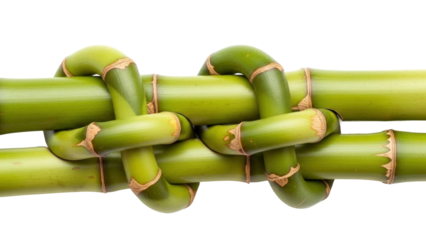 Knotting bamboo stalks nature plant detail isolated on transparent background
