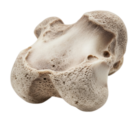 Bone fossil discovery event natural history museum scientific study isolated on transparent background