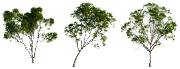 Melaleuca lanceolata tree, front view, cutout, transparent background, isolate, Three Eucalyptus Trees with Detailed Foliage on a Clean Background