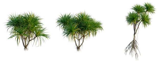 Pandanus amaryllifolius tree, front view, cutout, transparent background, isolate, Dragon Tree Collection - Three Vibrant Coastal Plants with Roots on a Clear Background