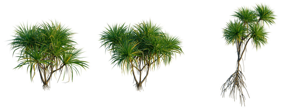 Pandanus amaryllifolius tree, front view, cutout, transparent background, isolate, Dragon Tree Collection - Three Vibrant Coastal Plants with Roots on a Clear Background