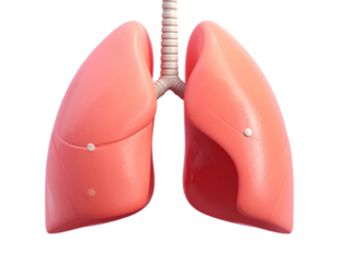 human heart anatomy model isolated on white