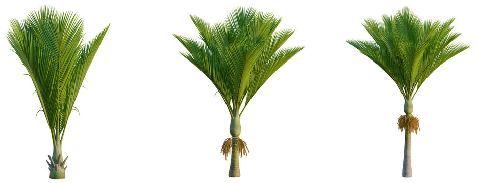 Rhopalostylis sapida tree, front view, cutout, transparent background, isolate, Three lush palm trees with vibrant green fronds against a neutral background