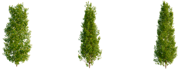 Syzygium paniculatum Backyard Bliss tree, front view, cutout, transparent background, isolate, Lush Green Conifer Trees - Perfect for Landscape Design and Natural Scenes