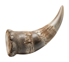 Fossilized animal tooth display natural history museum view isolated on transparent background