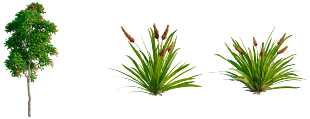 Viburnum odoratissimum tree, front view, cutout, transparent background, isolate, Green trees and plants collection for natural backgrounds and design elements