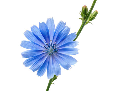Vibrant, intensely blue chicory flower with delicate, slightly jagged petals and a prominent central bud, presented as a natural botanical specimen with a, isolated on transparent background.