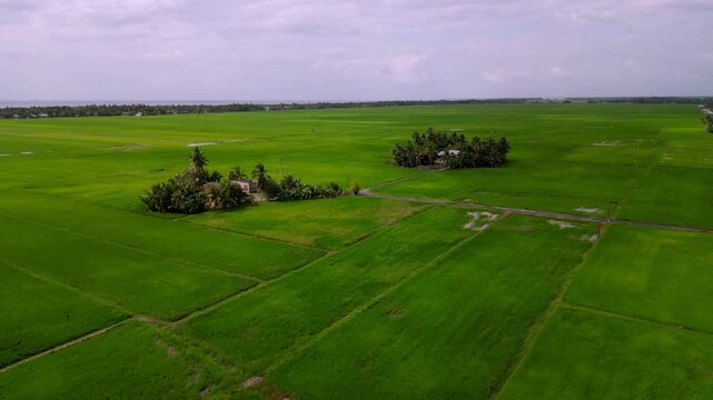 Aerial view large field of green grass with a few trees scattered throughout. Aerial Kampung Kangkong, Kedah