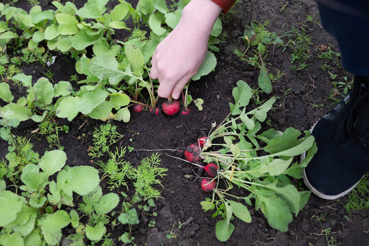 Hands hold freshly harvested radishes from a garden during a sunny day