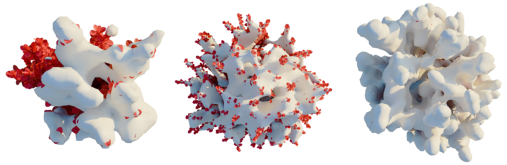 Berberis thunbergii Red Torch tree plan, top view, cutout, transparent background, isolate, Delicate floral cluster formations with vibrant red buds, artistic digital rendering