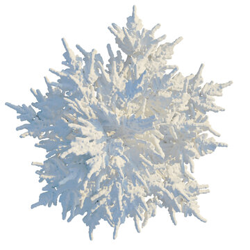 Cedrus libani tree plan, top view, cutout, transparent background, isolate, Delicate Coral Branch Formation - A Stunning Oceanic Texture for Design Projects