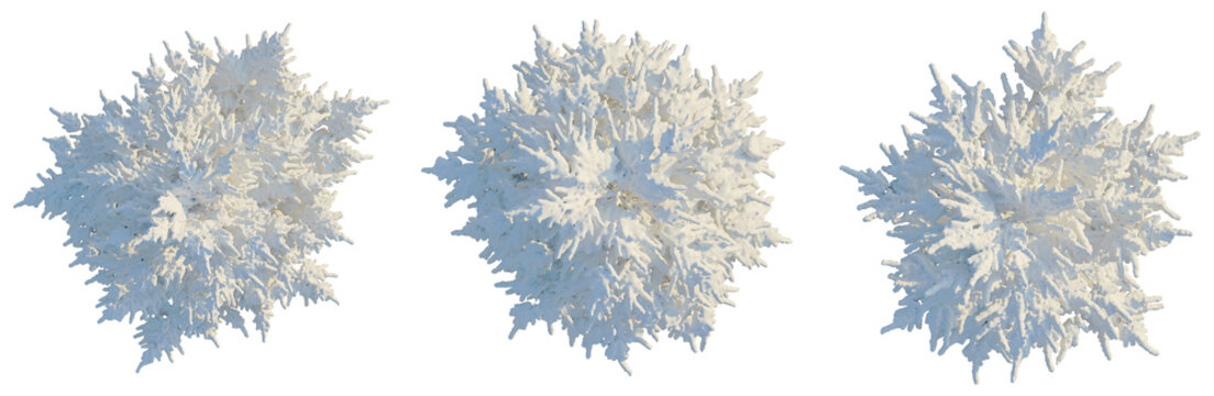 Cedrus libani tree plan, top view, cutout, transparent background, isolate, Delicate coral formations, perfect for ocean themed designs and artistic projects