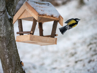 Great tit (Parus major) flying away from a wooden bird feeder in winter. Snowy garden scene showing bird feeding, wildlife support, and winter nature care. © Marek