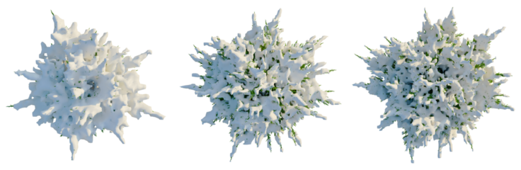 Juniperus sabina tree plan, top view, cutout, transparent background, isolate, Snow covered evergreen branches with frost, winter forest elements for design