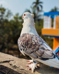 This elegant side profile shot captures a domestic pigeon featuring a white head and body, intricate brown and grey scalloped wing feathers, and feathered feet perching outdoors against a soft-focus b