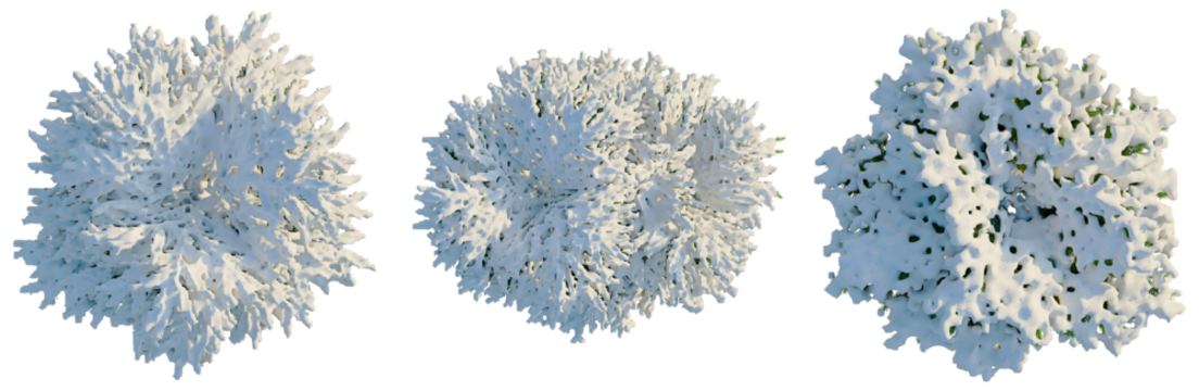 Picea abies Nidiformis tree plan, top view, cutout, transparent background, isolate, Snowy evergreen bush cluster, perfect for winter scenes and festive designs - Powered by Adobe