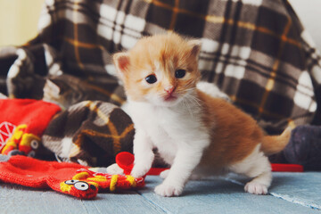 Kitten and mittens. Red orange newborn kitten in a plaid blanket. Sweet adorable tiny kitten on a...