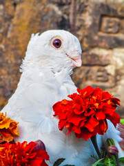 This close-up portrait captures a pure white domestic pigeon with a ruffled neck crest looking past bright marigold blossoms against a rustic brick wall.