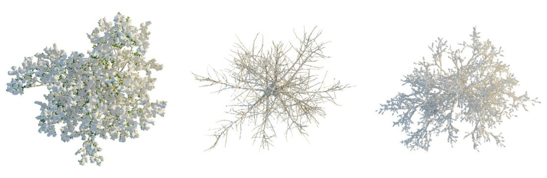 Salix caprea tree plan, top view, cutout, transparent background, isolate, Winter tree branches collection - snow covered and bare, ideal for seasonal design