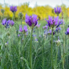 Obraz premium Purple wildflowers blooming in a green meadow during spring, with soft natural light and shallow depth of field. Peaceful nature background with fresh grass, vibrant blossoms, tranquil atmosphere.