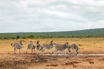 Fototapeta premium Zebra in Addo Elephant Safari Park