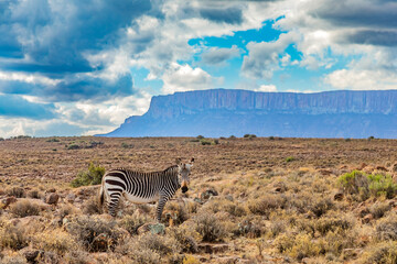 Fototapeta premium Mountain Zebra grazing in Karoo game reserve