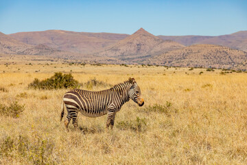 Fototapeta premium Mountain Zebra grazing in grassland in Game Reserve