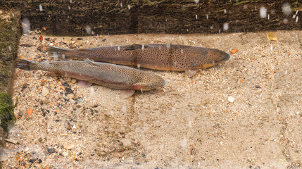 Two trout resting in shallow clear stream water, showing natural freshwater wildlife habitat, fish behavior and underwater texture in a calm river environment.