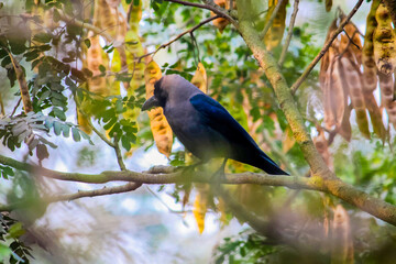 A low-angle, moody silhouette of a black crow or raven sitting on a rustic wooden frame under an overcast, minimalist sky. The composition emphasizes dark tones and sharp geometric lines.