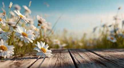 Daisy field view from a weathered wood surface in sunny, bright field