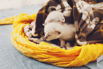 White newborn kittens in a plaid blanket. Sweet adorable tiny kittens on a serenity blue wood...