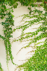 green ivy leaves isolated on a white background