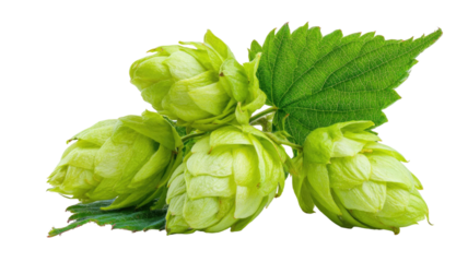 Fresh raw green hop and organic brussels sprouts with leaves isolated on a white background as healthy vegetarian beer ingredients