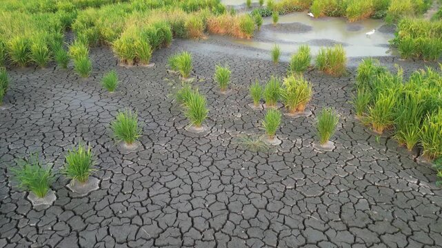 A field of grass with a lot of weeds and dirt. The dirt is cracked and dry. There are some plants growing in the dirt
