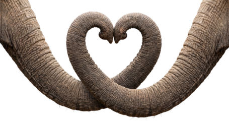 two elephant trunks forming a heart shape isolated on a transparent background