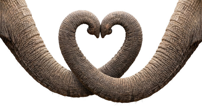 two elephant trunks forming a heart shape isolated on a transparent background