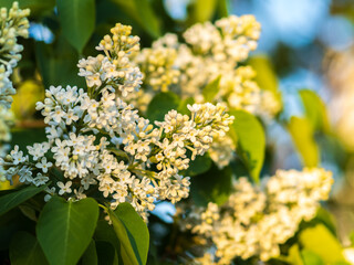 White Blooming Lilac Flowers in spring with blured background