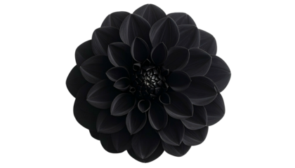 A fully bloomed black flower, top-down perspective, isolated on a stark black background