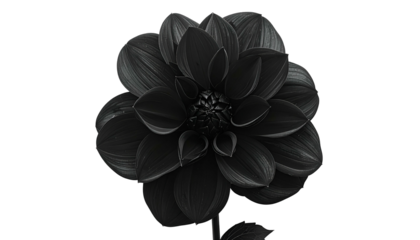 A close-up, monochromatic image of a dahlia in full bloom, isolated on black