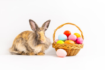Bunny easter fluffy rabbits posing on white nature background with basket full of easter eggs , mammal with beautiful bright eyes in nature life. Symbol animal of easter day. rabbit in many colours.