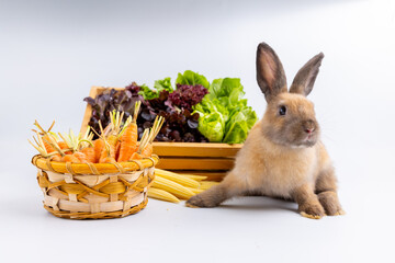 Healthy lovely baby bunny easter rabbit eating food, carrot, grass on green garden nature background. Cute fluffy rabbits with green vegetables, nature life. Symbol of easter day.