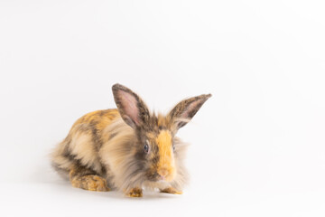 Bunny easter fluffy rabbits posing on white nature background on sunny day, Lovely mammal with beautiful bright eyes in nature life. Symbol animal of easter day. Healthy rabbit in many colours.