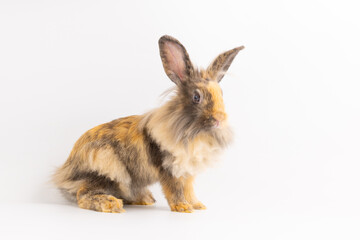Bunny easter fluffy rabbits posing on white nature background on sunny day, Lovely mammal with beautiful bright eyes in nature life. Symbol animal of easter day. Healthy rabbit in many colours.