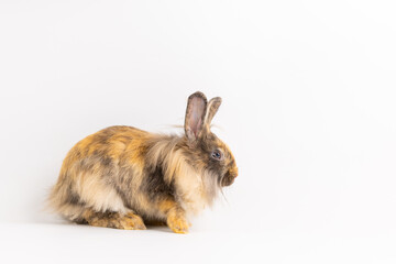 Bunny easter fluffy rabbits posing on white nature background on sunny day, Lovely mammal with beautiful bright eyes in nature life. Symbol animal of easter day. Healthy rabbit in many colours.