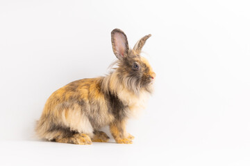 Bunny easter fluffy rabbits posing on white nature background on sunny day, Lovely mammal with beautiful bright eyes in nature life. Symbol animal of easter day. Healthy rabbit in many colours.