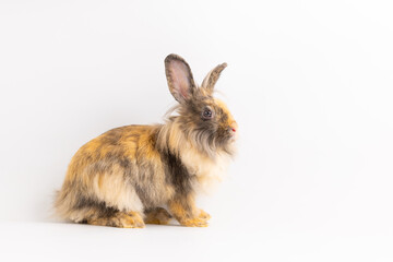 Bunny easter fluffy rabbits posing on white nature background on sunny day, Lovely mammal with beautiful bright eyes in nature life. Symbol animal of easter day. Healthy rabbit in many colours.