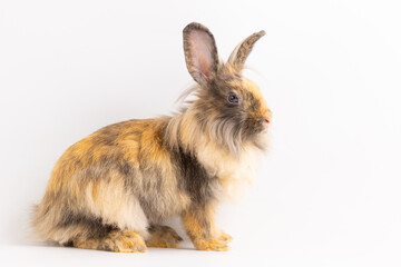 Bunny easter fluffy rabbits posing on white nature background on sunny day, Lovely mammal with beautiful bright eyes in nature life. Symbol animal of easter day. Healthy rabbit in many colours.