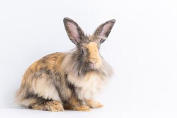 Bunny easter fluffy rabbits posing on white nature background on sunny day, Lovely mammal with beautiful bright eyes in nature life. Symbol animal of easter day. Healthy rabbit in many colours.