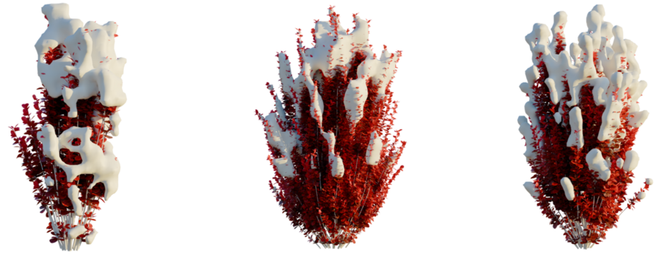 Berberis thunbergii Red Torch tree, front view, cutout, transparent background, isolate, Winter Bush with Snow Covered Branches - Festive Holiday Season Illustration - Powered by Adobe